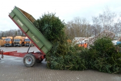 Aktion Nadelnder Tannenbaum 2012